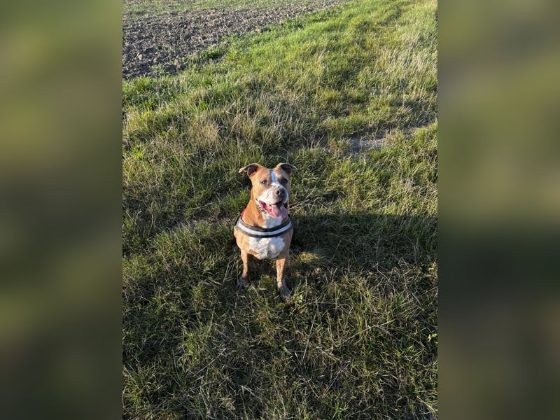 Luna sucht ein neues liebevolles Zuhause