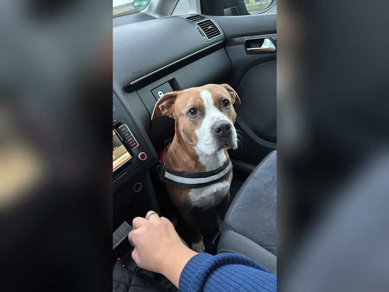 Luna sucht ein neues liebevolles Zuhause