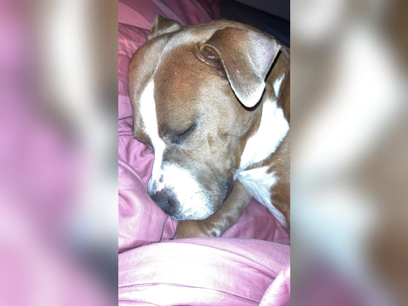 Luna sucht ein neues liebevolles Zuhause