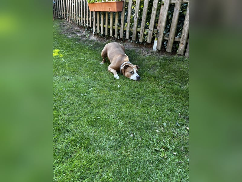 Luna sucht ein neues liebevolles Zuhause