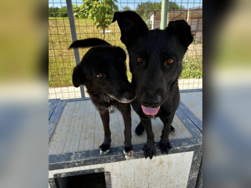 Felix ein fröhlicher Hund mit schlimmer Vergangenheit