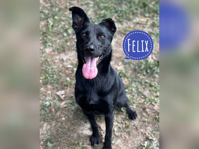 Felix ein fröhlicher Hund mit schlimmer Vergangenheit
