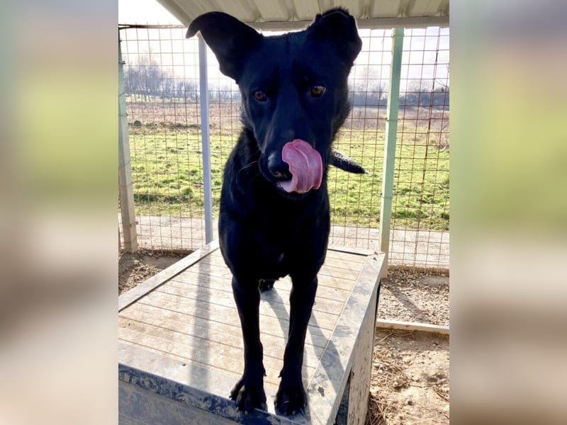 Felix ein fröhlicher Hund mit schlimmer Vergangenheit