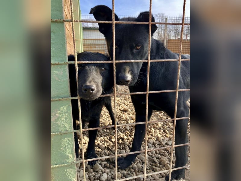 Felix ein fröhlicher Hund mit schlimmer Vergangenheit