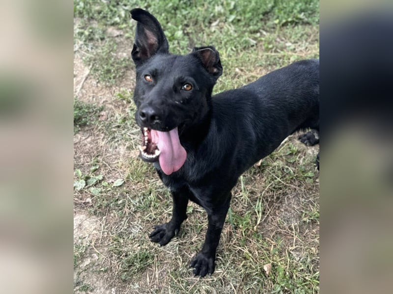 Felix ein fröhlicher Hund mit schlimmer Vergangenheit