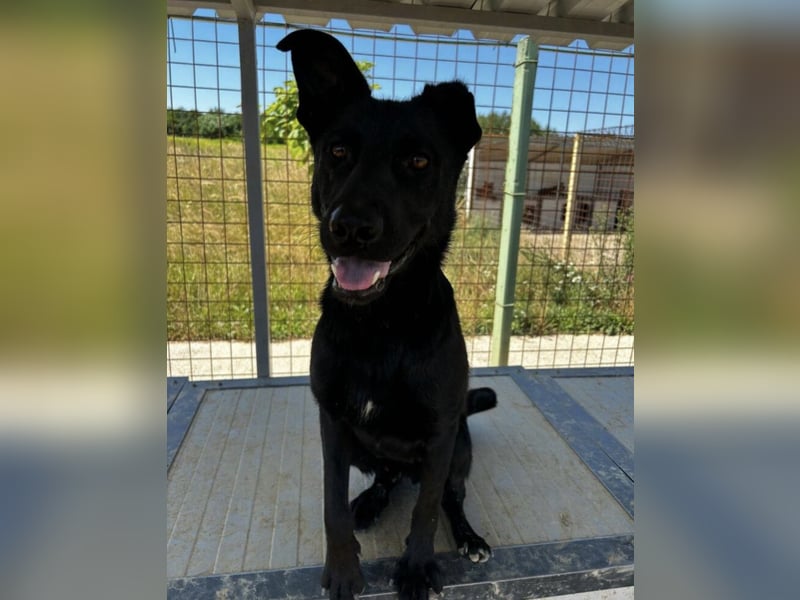 Felix ein fröhlicher Hund mit schlimmer Vergangenheit