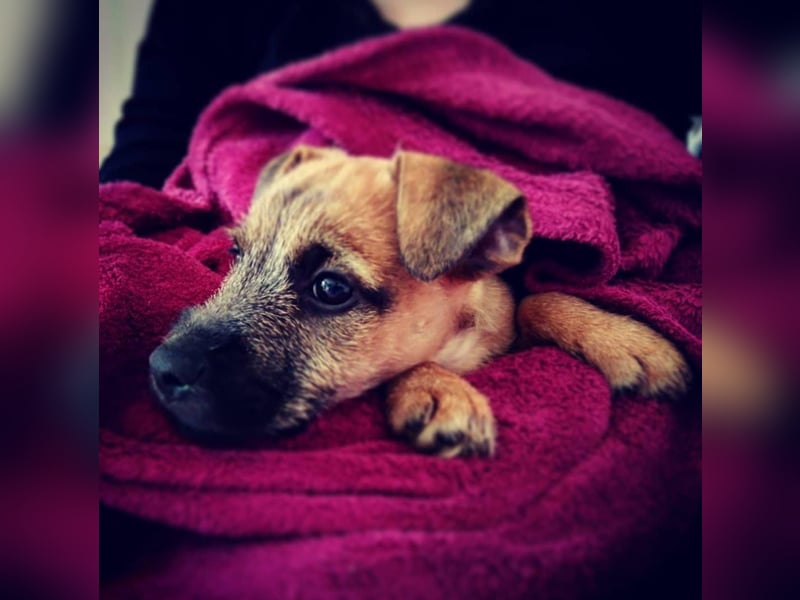 Deckrüde Patterdale Terrier