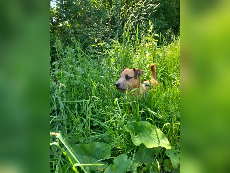 Deckrüde Patterdale Terrier