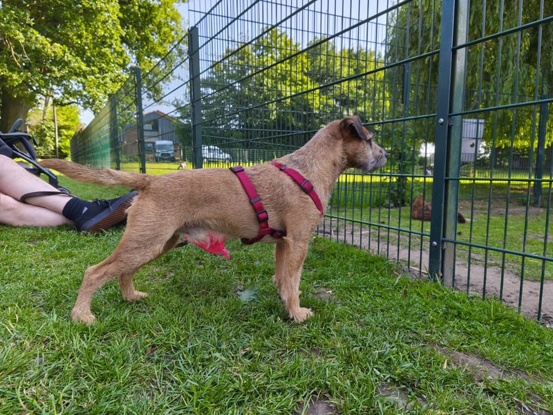 Deckrüde Patterdale Terrier