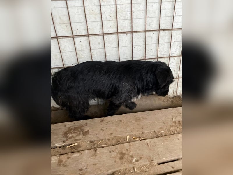 Kiki-LM, ein kleiner Schatz sucht Geborgenheit