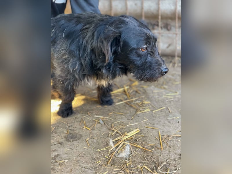 Kiki-LM, ein kleiner Schatz sucht Geborgenheit