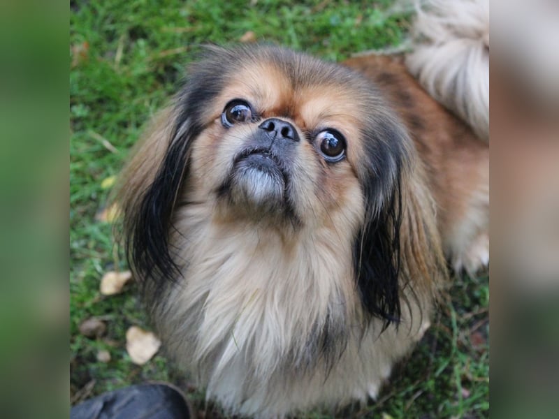 Rudolf, Pekinese, geb. 2024, su. ruhiges Zuhause