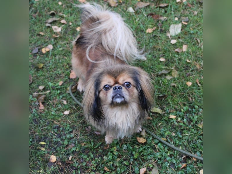 Rudolf, Pekinese, geb. 2024, su. ruhiges Zuhause