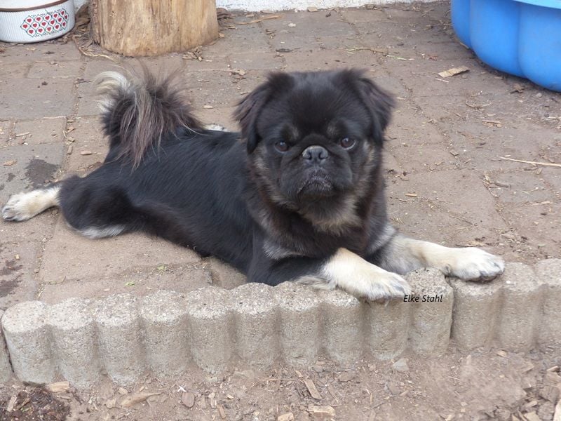 Der neue Mops, mit mehr Nase, frei atmend und manchmal Langhaar (fluffy)