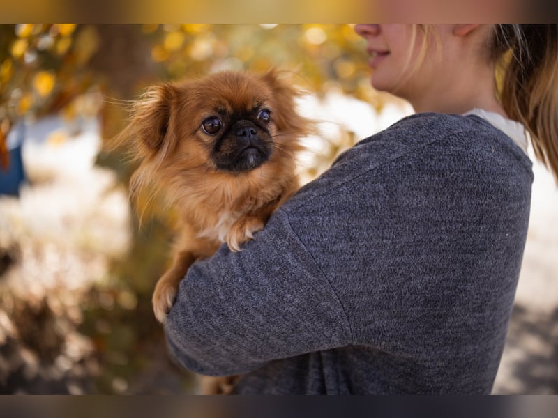 Pekinesen Dame Mia sucht ihre Familie ❤ Pekinesen Dame Mia sucht ihre Familie ❤