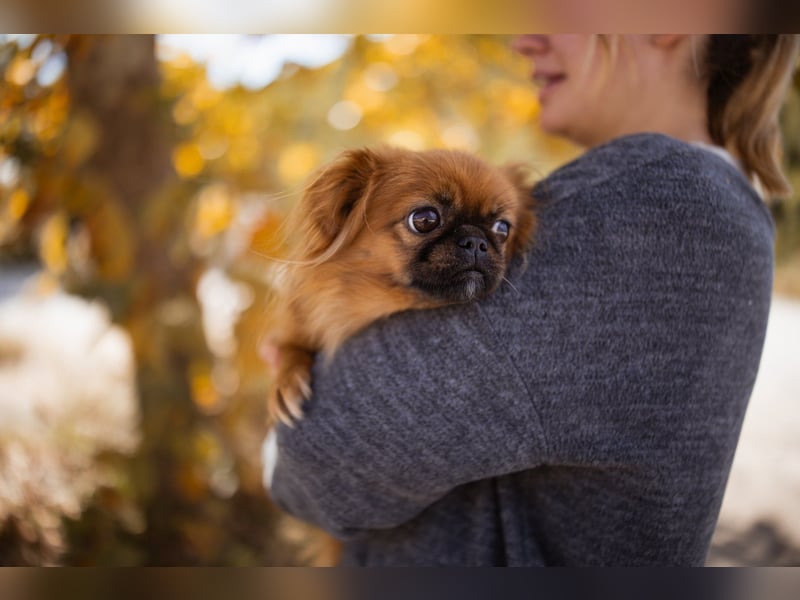 Pekinesen Dame Mia sucht ihre Familie ❤ Pekinesen Dame Mia sucht ihre Familie ❤