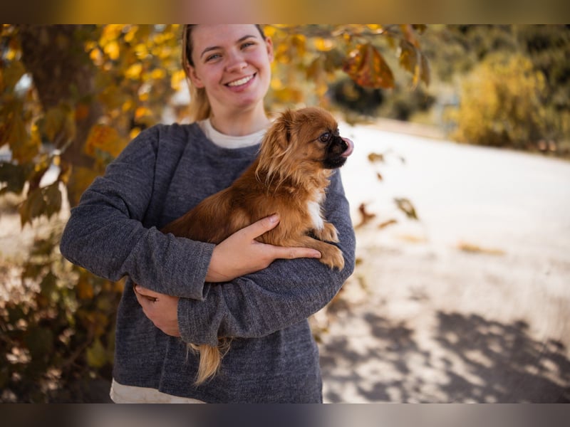 Pekinesen Dame Mia sucht ihre Familie ❤ Pekinesen Dame Mia sucht ihre Familie ❤