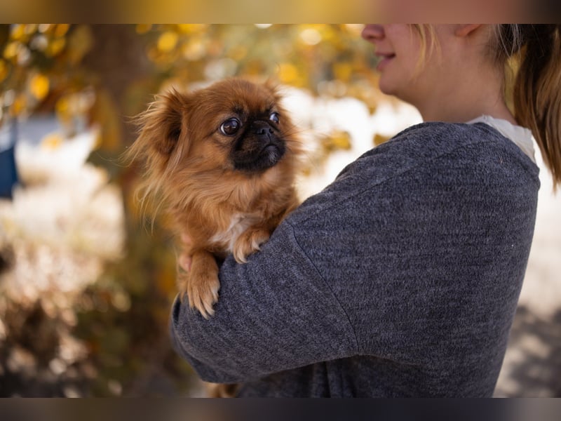 Pekinesen Dame Mia sucht ihre Familie ❤ Pekinesen Dame Mia sucht ihre Familie ❤