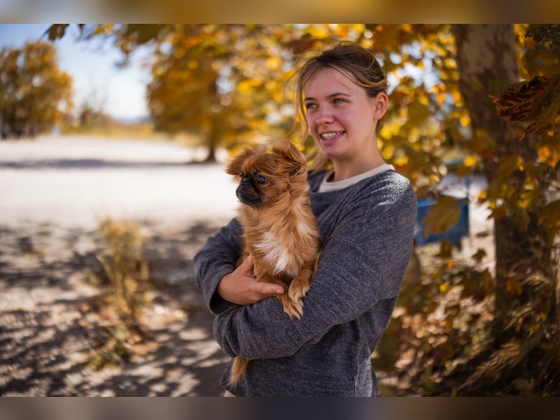 Pekinesen Dame Mia sucht ihre Familie ❤ Pekinesen Dame Mia sucht ihre Familie ❤