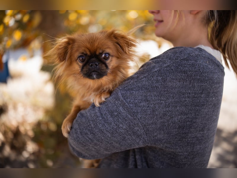 Pekinesen Dame Mia sucht ihre Familie ❤ Pekinesen Dame Mia sucht ihre Familie ❤