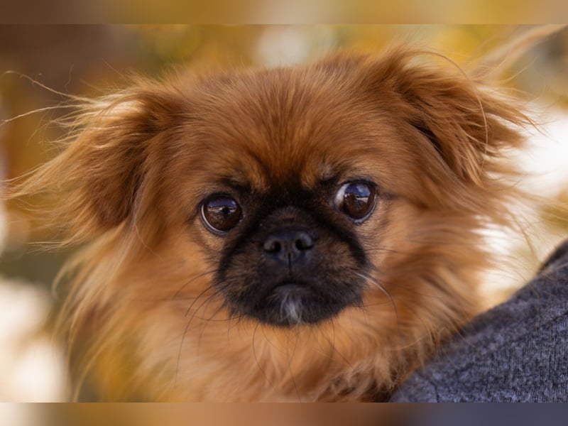 Pekinesen Dame Mia sucht ihre Familie ❤ Pekinesen Dame Mia sucht ihre Familie ❤