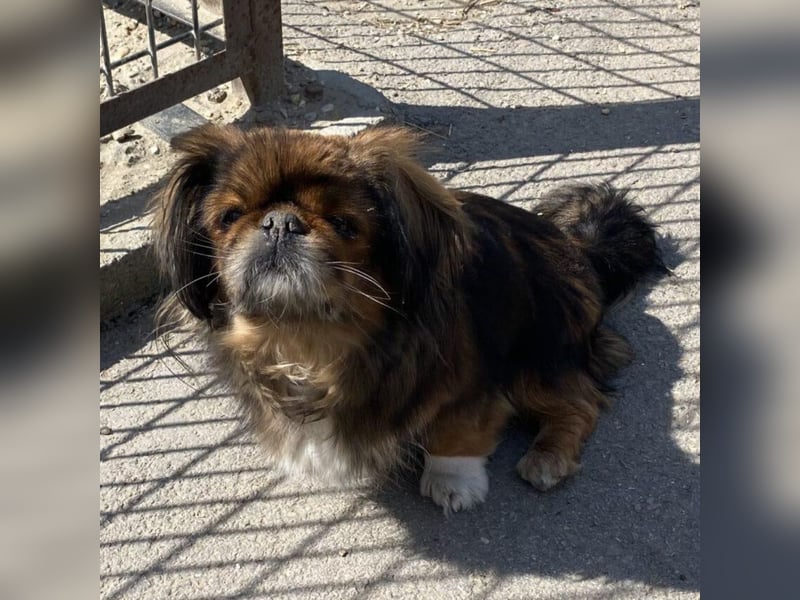 HOLLY, KLEINE PEKINESIN SUCHT IHRE FAMILIE