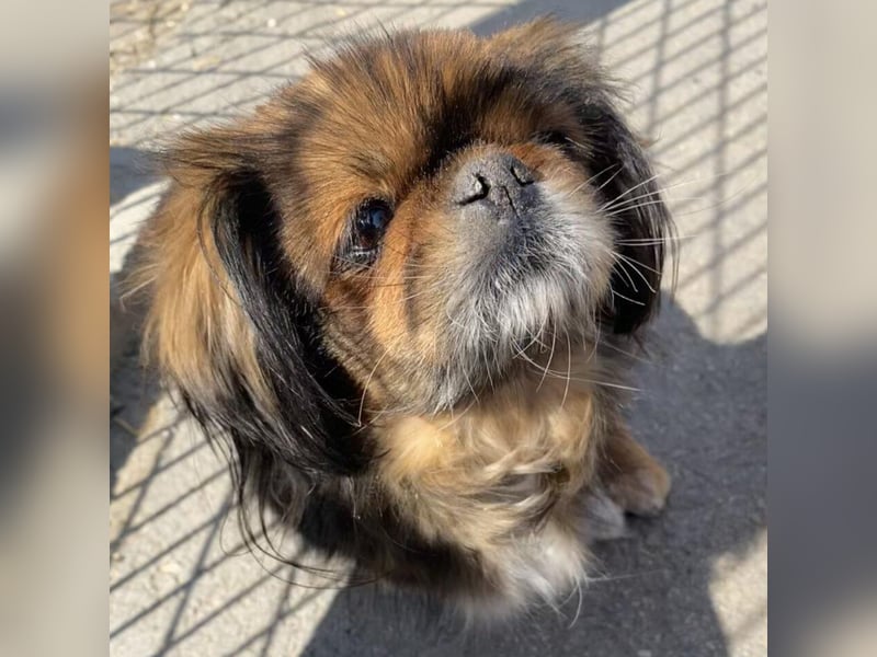 HOLLY, KLEINE PEKINESIN SUCHT IHRE FAMILIE