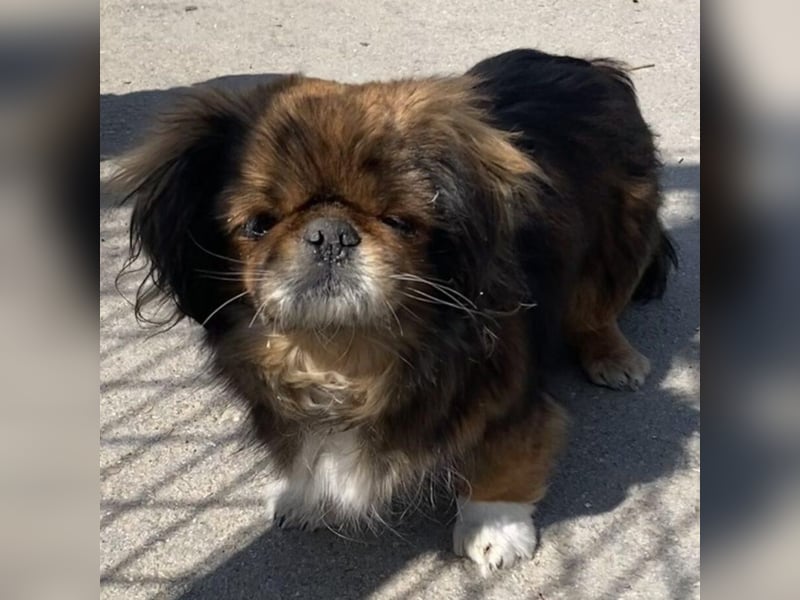 HOLLY, KLEINE PEKINESIN SUCHT IHRE FAMILIE