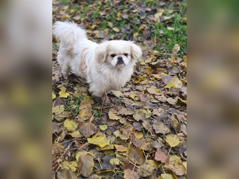 Athos, hübscher Pekinesen Rüde geb. 2024