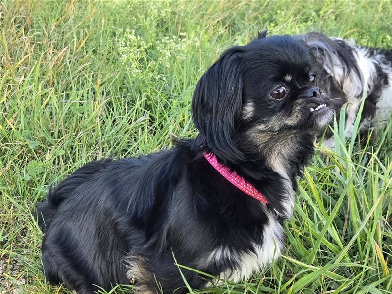 Shih Tzu - Pekinese Mischlinge