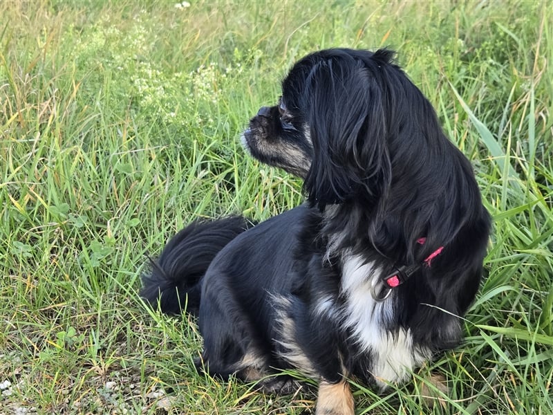 Shih Tzu - Pekinese Mischlinge