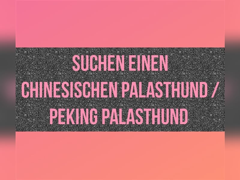 SUCHE Chinesischer Palasthund / Pekingpalast Hund