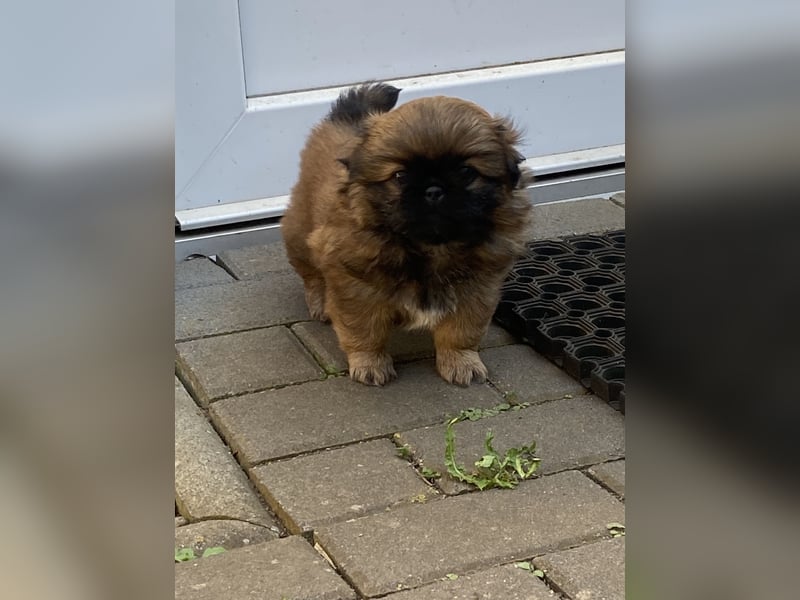 Pekinesen Welpen Junge und Mädchen