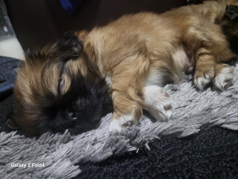 Pekinese suchen ein Zuhause