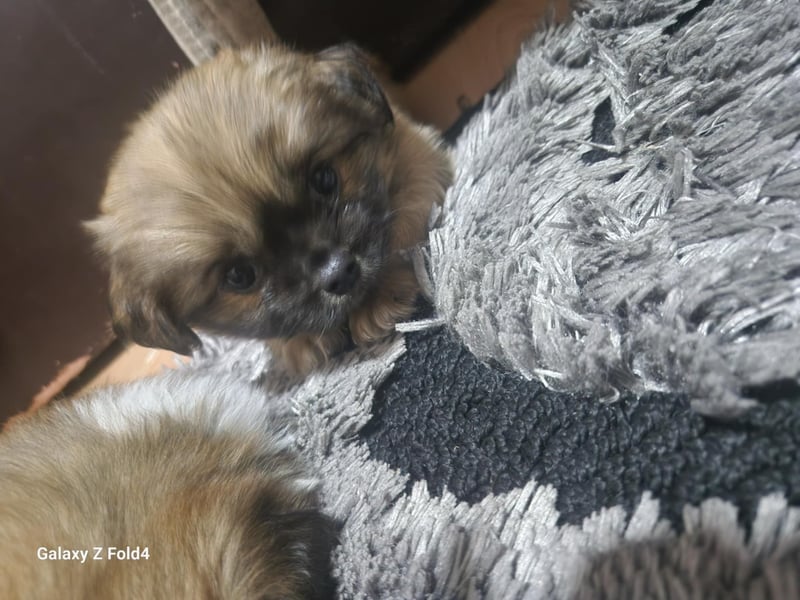 Pekinese suchen ein Zuhause