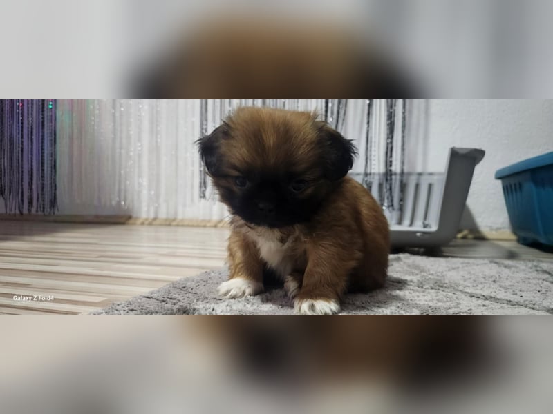 Pekinese suchen ein Zuhause