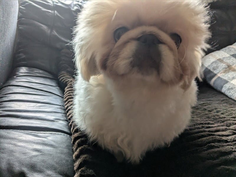 Pekinese Welpe