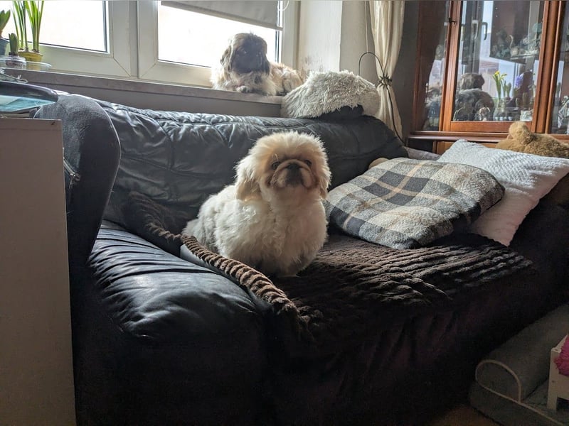 Pekinese Welpe