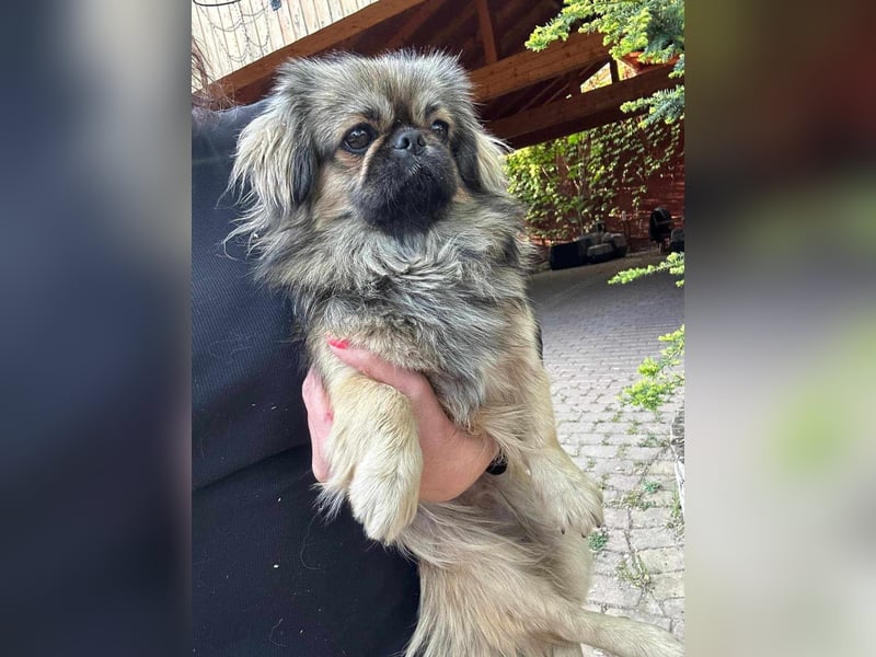 Odett, 1 Jahr, 25cm sucht ihre Leute