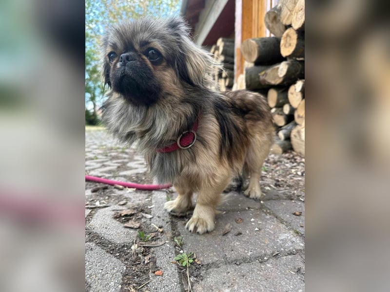 Odett, 1 Jahr, 25cm sucht ihre Leute