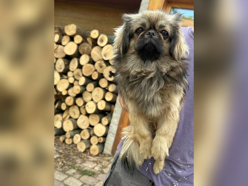Odett, 1 Jahr, 25cm sucht ihre Leute