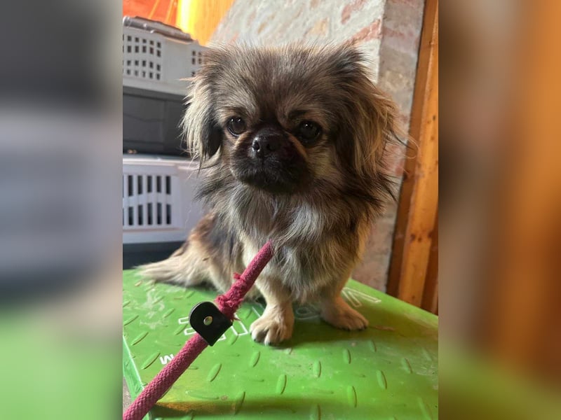 Odett, 1 Jahr, 25cm sucht ihre Leute