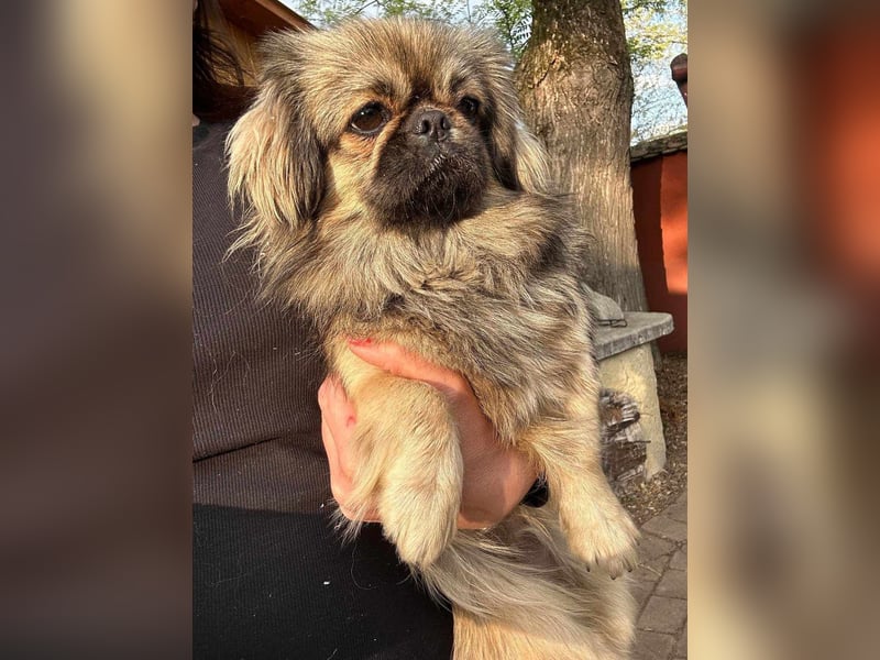 Odett, 1 Jahr, 25cm sucht ihre Leute