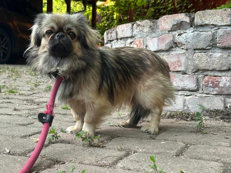 Odett, 1 Jahr, 25cm sucht ihre Leute