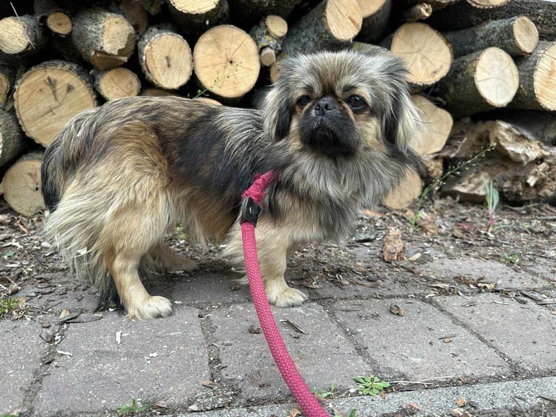 Odett, 1 Jahr, 25cm sucht ihre Leute