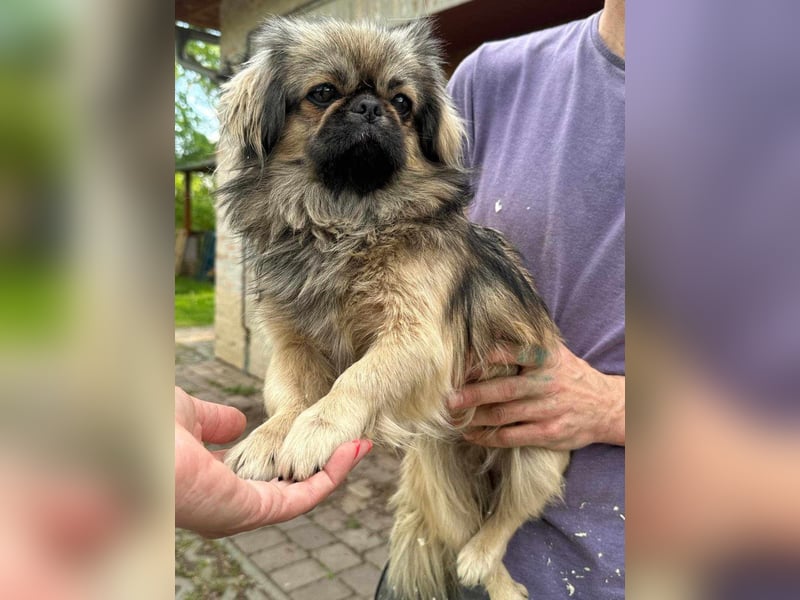 Odett, 1 Jahr, 25cm sucht ihre Leute