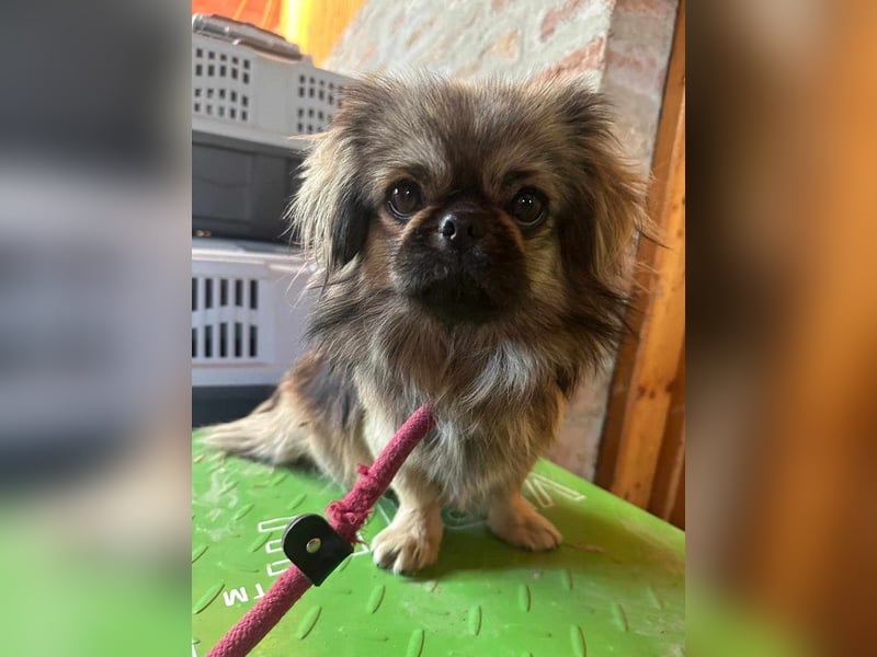 Odett, 1 Jahr, 25cm sucht ihre Leute