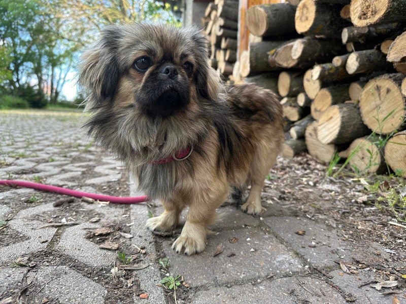 Odett, 1 Jahr, 25cm sucht ihre Leute