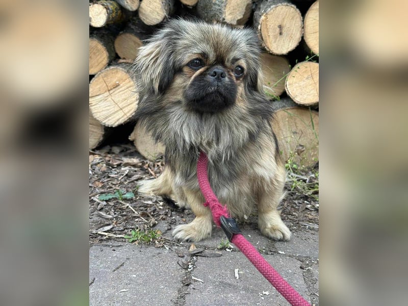 Odett, 1 Jahr, 25cm sucht ihre Leute