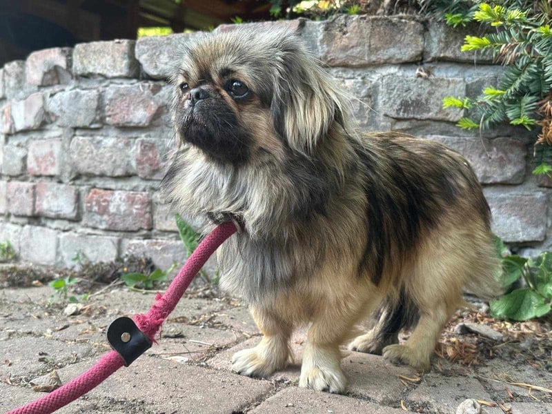 Odett, 1 Jahr, 25cm sucht ihre Leute